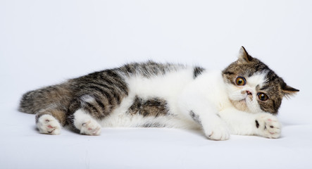 Exotic shorthair cat lying on white studio background
