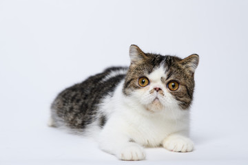Fototapeta na wymiar Exotic shorthair cat lying on white studio background