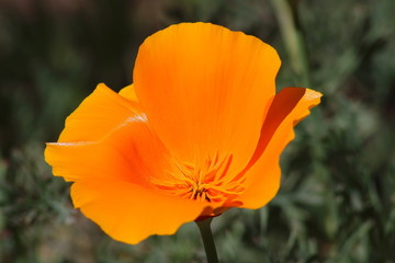 Fototapeta premium Orange flowers in spring