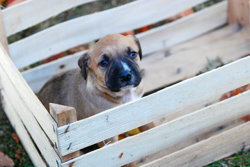 cute puppy in a wooden fruit crate