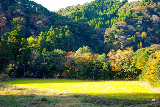 日本の里山のひこばえの秋