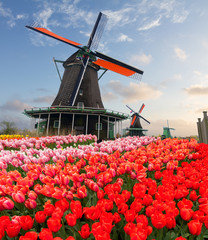traditional Dutch windmill of Zaanse Schans and red and pink tulips at sunrise, Netherlands
