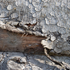 Wooden background. Wood texture.