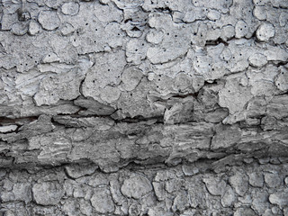 Wooden background. Wood texture.