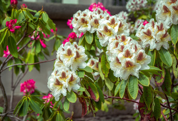 Obraz na płótnie Canvas Beautiful colorful – white, brown, yellow and bright pink rhododendron flowers, growing in the garden. Spring blooming nature.