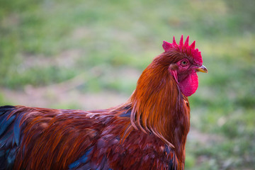 Portrait of adult rooster on the farm He showing his larger comb