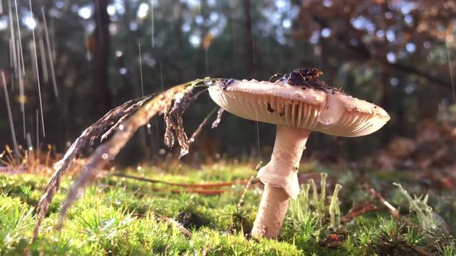 Amanita Phalloides fungus, poisonous subject in wild mountain close up on a rainy day