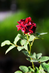 Beautiful Red Rose