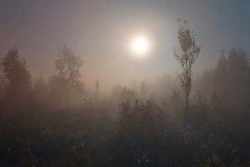 Dreamy foggy sunrise in autumn forest meadow among high grass and trees.