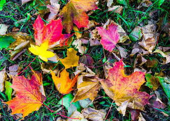 Fall nature Oktober 2018