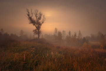 Beautiful dramatic foggy morning before the sunrise over autumn copse among high grass and trees.