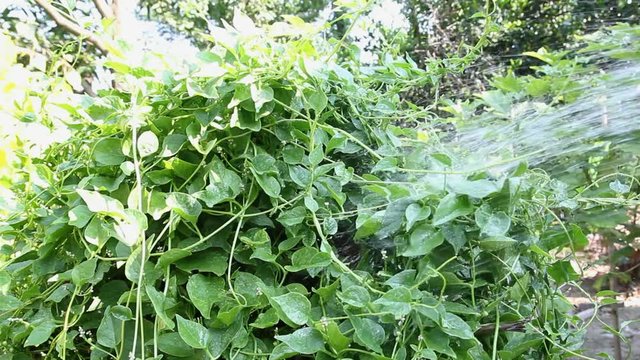 Watering and Collecting vegetables Basella alba,video clips