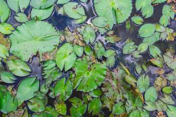 Green lotus in a pond