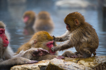 Monkey family having fun