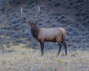 Elk in the fall