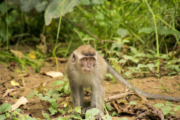 Scimmie nella giungla