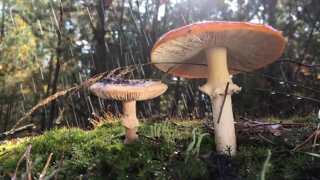 Pale grebe and red amanita, growing in the forest on green moss. On a rainy day.