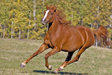 Playful Chestnut Arabian Mare galloping at pasture,. late summer