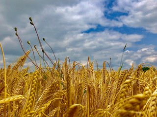 Memories of a beautiful summer.