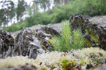 Fototapeta na wymiar moss on rocks