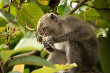 Scimmie nella giungla