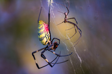 Colorful big and small spiders