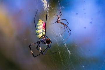 Colorful big and small spiders