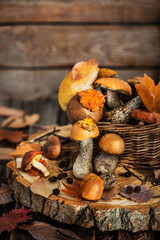 Autumnal wild forest edible mushrooms (boletus) in basket on rustic wooden background