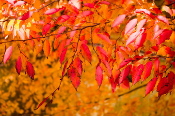 日本の紅葉の秋