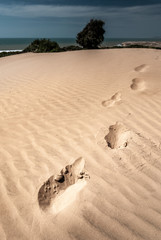 Tracks in the sand