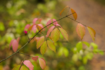 Autumn in the forest. Leaves and trees, daytime