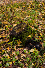 Autumn in the forest. Leaves and trees, daytime