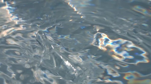 Play of iridescent light on waving blue water surface with seldom dripping. Slow motion of abstract rainbow background with fluent ripple close up. Natural pavonine pattern.
