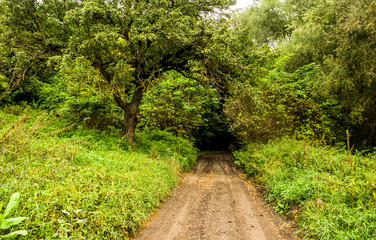 way in forest