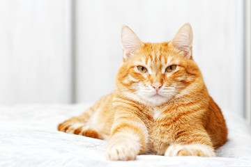 Closeup portrait of ginger cat lying on a bed and looking straight ahead directly into the camera against white blurred background. Shallow focus.