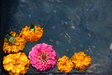 Fototapeta na wymiar flower in water