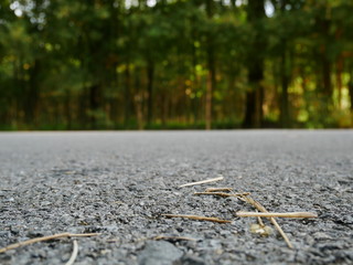 autumn leaves on the road