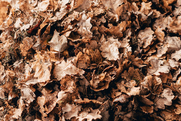 Yellowed and wilted oak leaves on an autumn afternoon in October