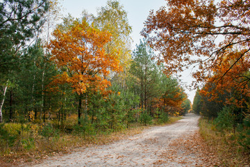 Obraz premium Jesień w parku, piaszczysta droga i brązowe liście