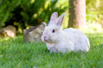 Cute white rabbit is lying on the grass in the sunny day - 228871614
