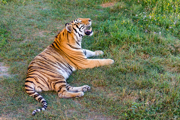 Growling tiger is lying on the meadow with grass and flowers - 228871622