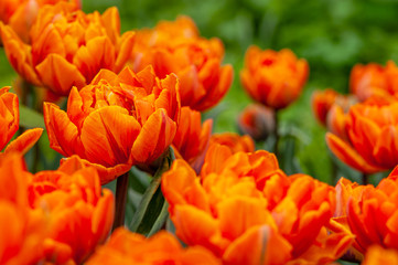 Bright orange tulips on a spring meadow after a rain