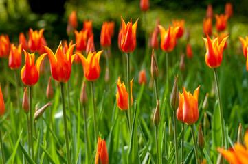 A spring sunshine meadow with bright orange tulips - 228871666