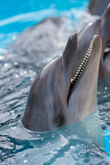 Cute dolphin is smiling from a pool - 228871668