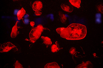 Many jellyfish in the water. Underwater world