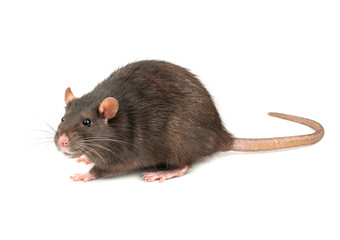Grey rat isolated