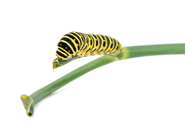 Swallowtail caterpillar on branch