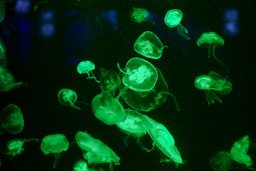 Many jellyfish in the water. Underwater world