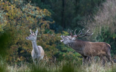 Roaring red stag deer during autumn rutting season