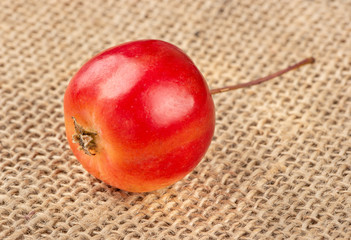 Little paradise apple